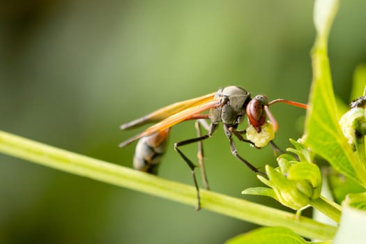 A hungry wasp eating a hatching larva