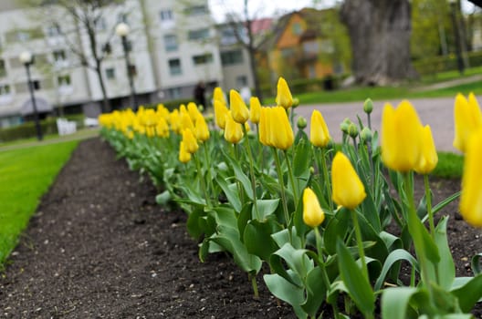 Freshly planted tulips in the park