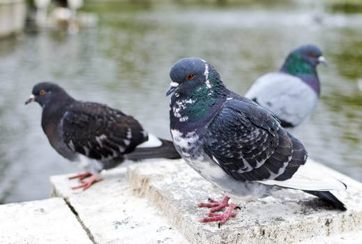 Many pigeons near the park pond.
