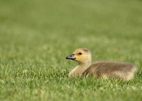 Canada Goose gosling sitting in the grass.