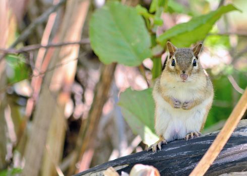 A Chipmunk perched on a tree branch.