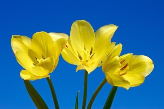 Three yellow tulips on the background dark blue cloudless sky close-up