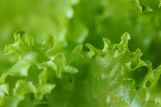 leaves of fresh lettuce the background close up