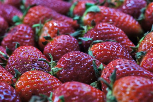 large mature berries strawberry close-up
