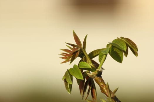 buds of a walnut tree emerging in spring