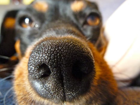 closeup of a dogs nose