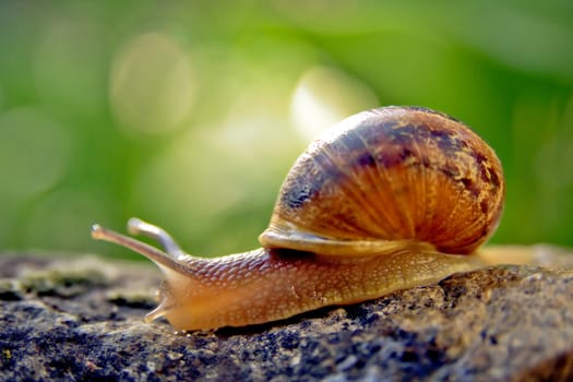 A snail in a garden