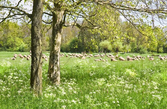 Country landscape with trees, flock of sheep and flowering Gravelroot  in spring - horizontal
