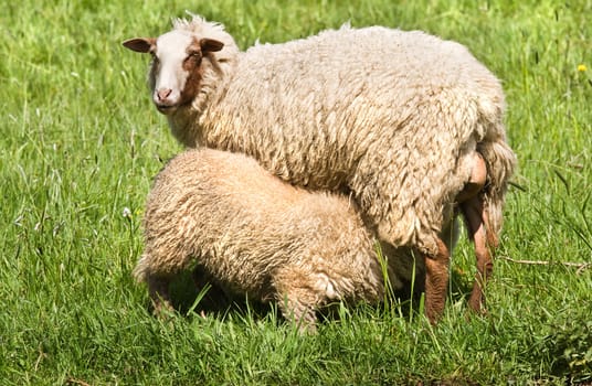 Mother sheep and lamb drinking milk on sunny field in spring