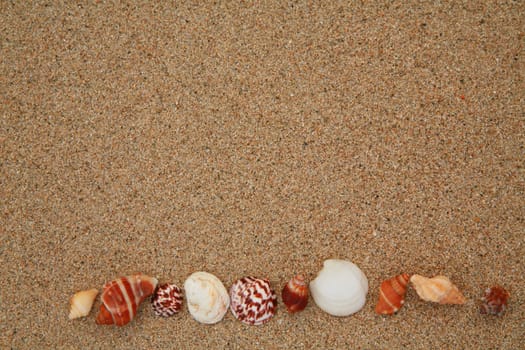 beautiful shells on very nice beach, focus in on the shells (shallow DOF)............