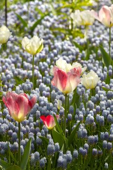 Light blue common grape hyacinths, white and pink tulips in spring 