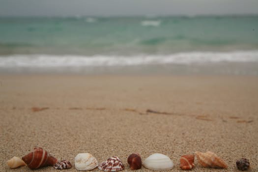 beautiful shells on very nice beach, focus in on the shells (shallow DOF)............