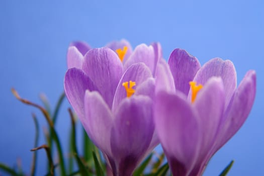 Close-up of beautiful lavender against blue sky