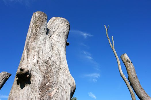 dead trees against blue sky