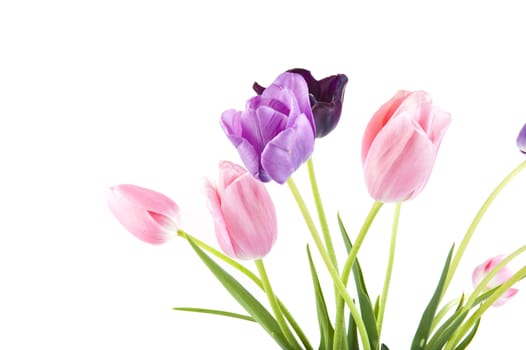 Bunch of beautiful spring flowers - colorful tulips against white background