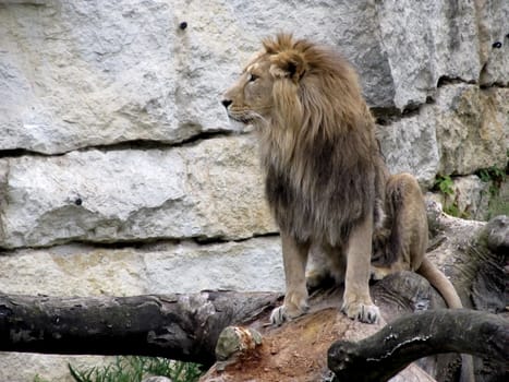 A lion examines its territory