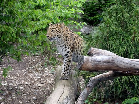 The Amur leopard inspects his possessions