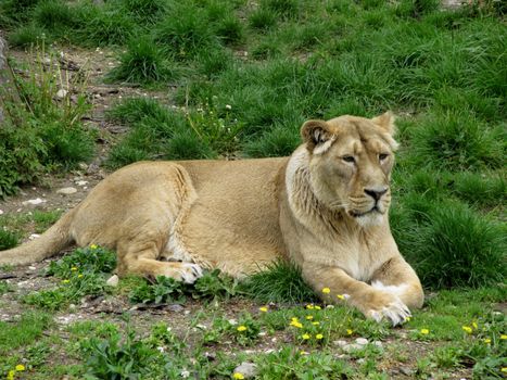 The Asian lioness female rests in the afternoon