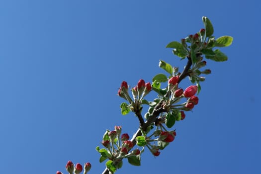 apple blossoms against blue sky on a sunny day