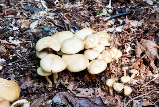 Cluster of wild mushrooms