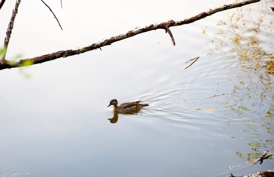 Duck floating in a pond