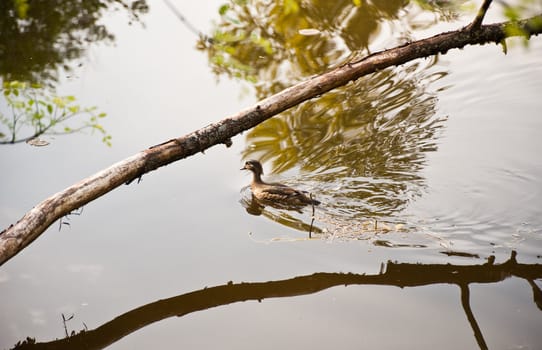 Duck floating in a pond