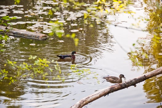 Ducks floating in a pond