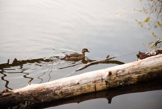 Duck floating in a pond