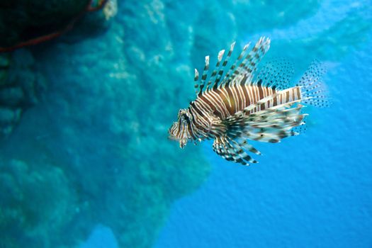 a striped lion fish in the water