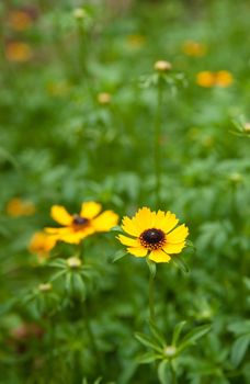 yellow black eyed susan daisy flowers in the garden