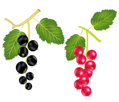 Illustration of the currant and wood sorrels on white background