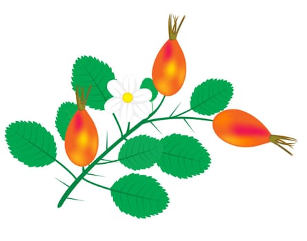 Illustration of the branch of the wild rose on white background