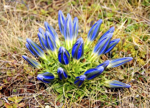 Very beautiful blue flowerses