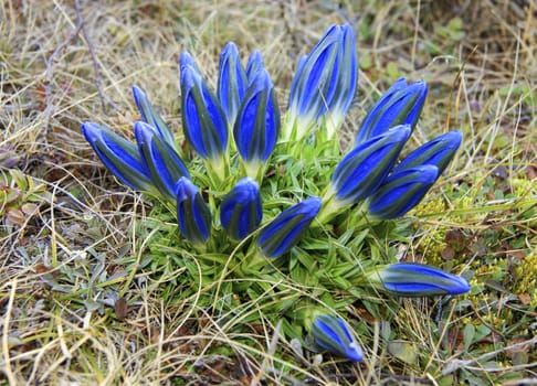 Spring blue flowerses