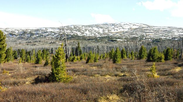 Springtime in bugle Altai