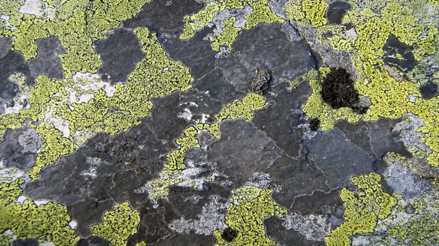 Stone coated by lichen