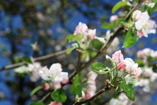 apple blossoms against blue sky on a sunny day