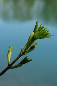 a sprout at spring time on a sunny day