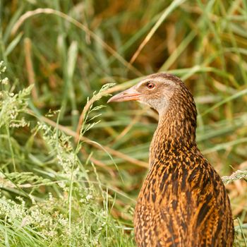 Flightless bird Weka or Woodhen, Gallirallus australis, is endemic to New Zealand