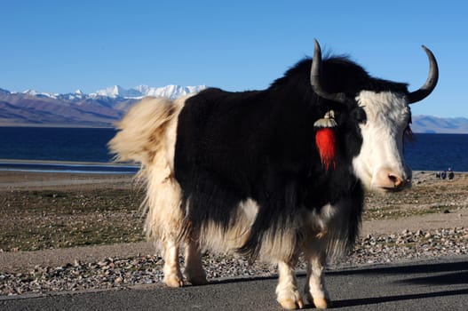 A black-and-white yak at the lakeside in the highlands of Tibet