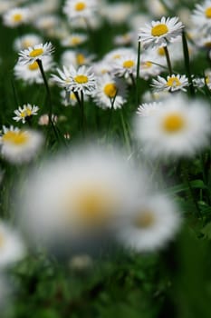 Daisies in the meadow at spring time