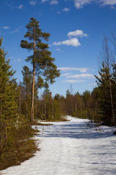 The end of winter in the taiga. Landscape against the blue sky