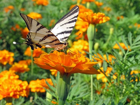 butterfly (Scarce Swallowtail) on flower (marigold)