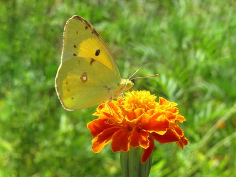 yellow brimstone butterfly on marigold