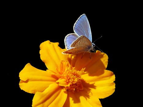 blue butterfly (lycaenidae) on marigold over black