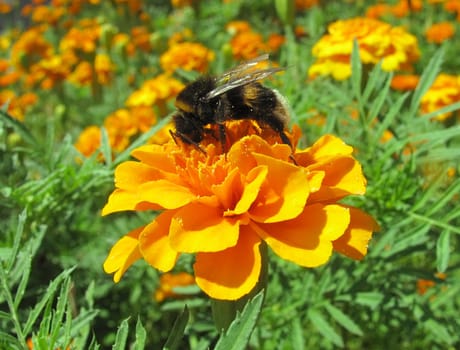 bumblebee on marigold