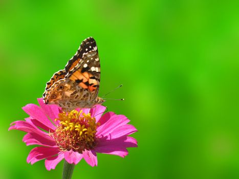 butterfly (Painted Lady) on flower (zinnia) over green