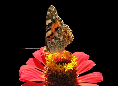 butterfly (Painted Lady) on flower (zinnia) over black
