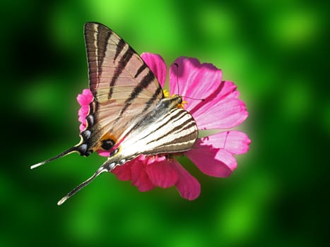 butterfly (Scarce Swallowtail) on flower (zinnia)