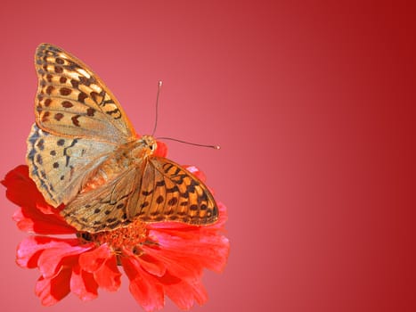 butterfly (Silver-washed Fritillary) on flower (zinnia) over purple